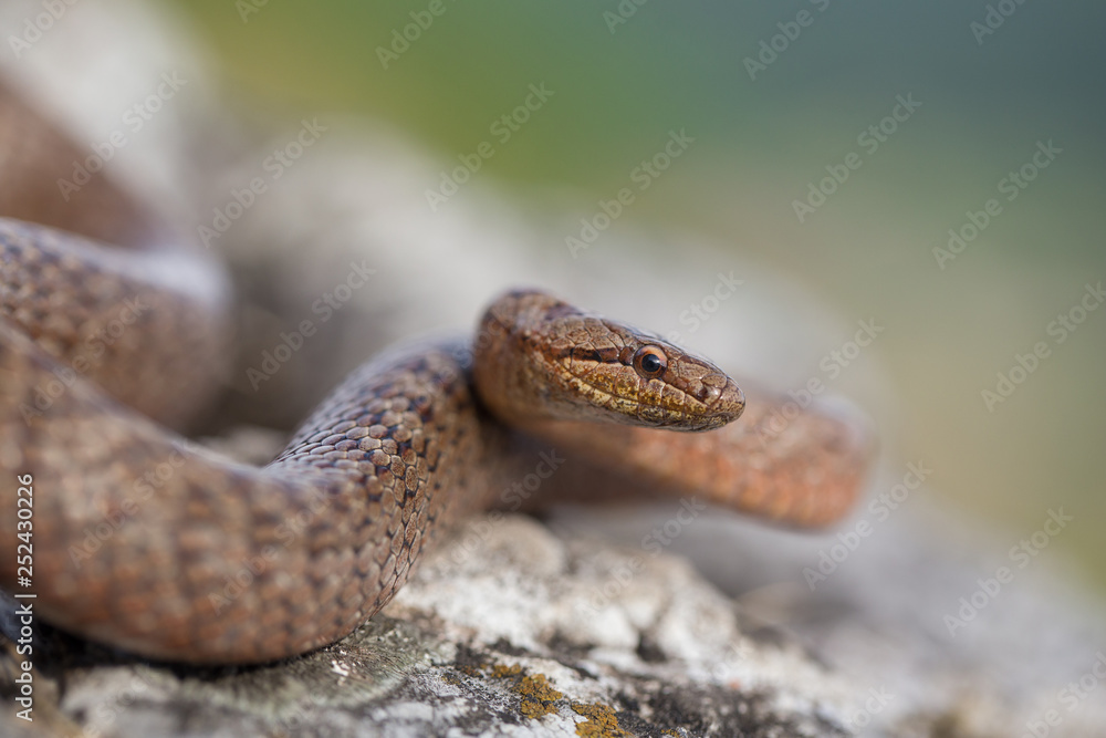 Fototapeta premium Smooth snake, Coronella austriaca, in Czech Republic