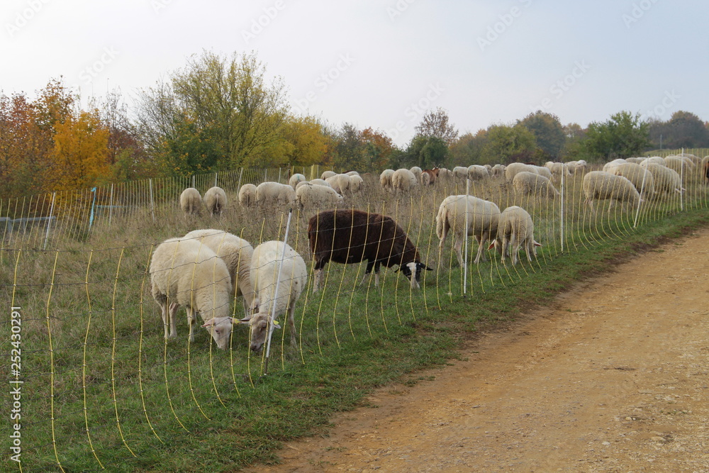 Obraz premium schaf und ziege
