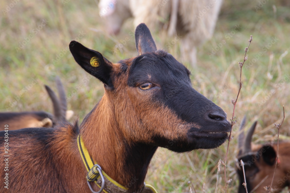 Fototapeta premium schaf und ziege