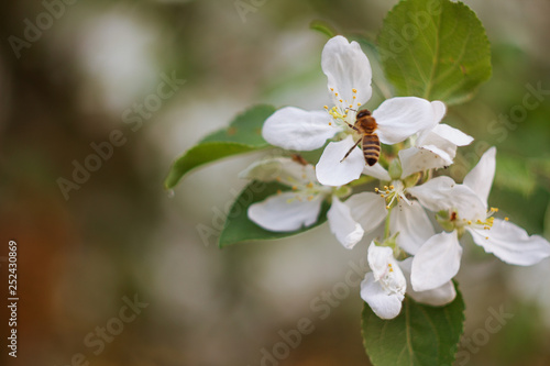 white flowers of apple tree