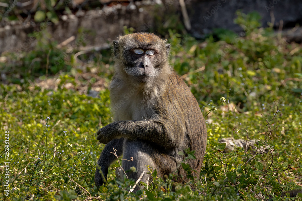 macaque monkey