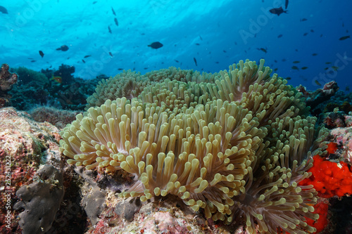 Fototapeta Naklejka Na Ścianę i Meble -  Anemone Coral and fish at the Maldives