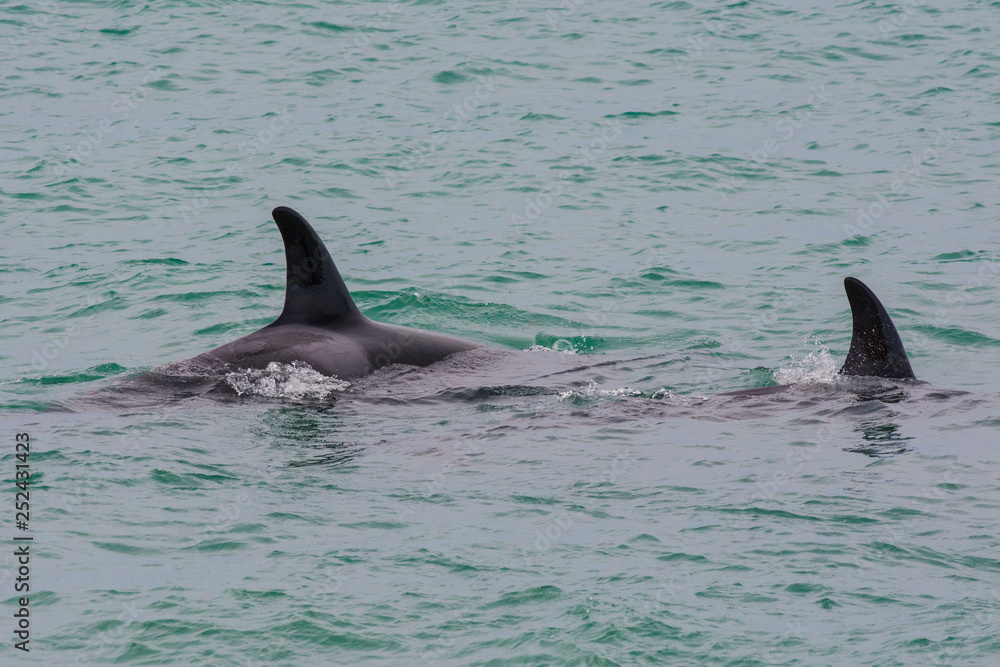Fototapeta premium Orcas hunting sea lions, Patagonia , Argentina