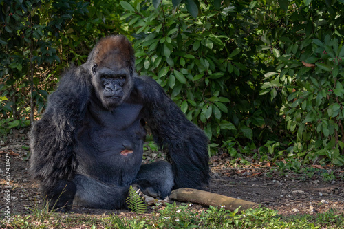 silver back gorilla