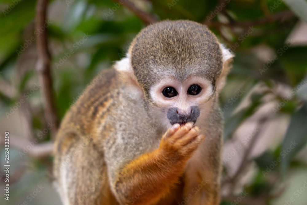 Squirrel Monkey close up Squirrel Monkey close up