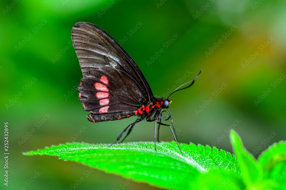 Closeup beautiful butterfly sitting on flower. Parides aglaope Closeup beautiful butterfly sitting on flower. Parides aglaope