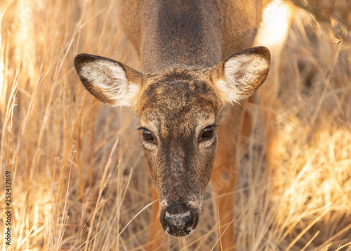 Wallpaper Mural Portrait of a female white-tailed deer with golden sunlight illuminating her hair - Fire Island New York.  Torontodigital.ca
