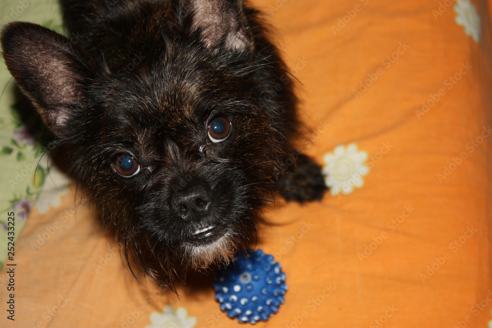 Yorkshire terrier online bulldog mix
