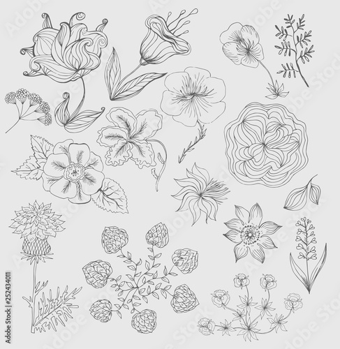 Wallpaper Mural Set of cute hand drawn black ink flowers and herbs, plants. Big vector collection of floral graphic elements for pattern design, greeting card decoration, logo Torontodigital.ca