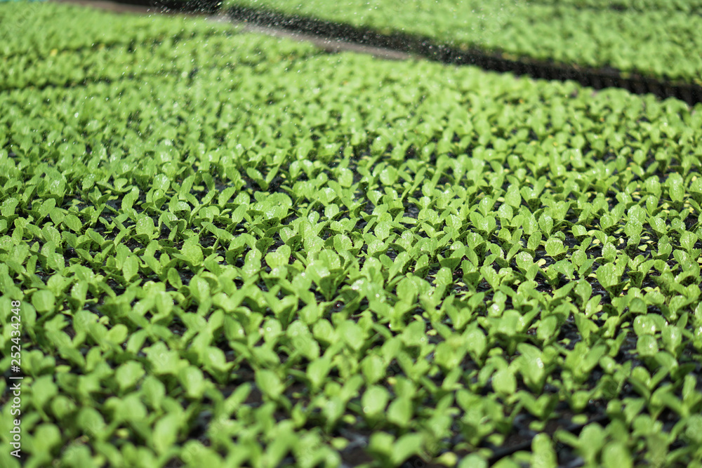 Selective Close-up of green seedling. Green salad growing from seed Farm garden in a greenhouse with watering plants. Stock background, photo Selective Close-up of green seedling. Green salad growing from seed Farm garden in a greenhouse with watering plants. Stock background, photo
