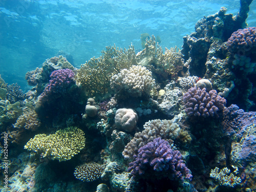 Amazing underwater world - Red Sea  Egypt.