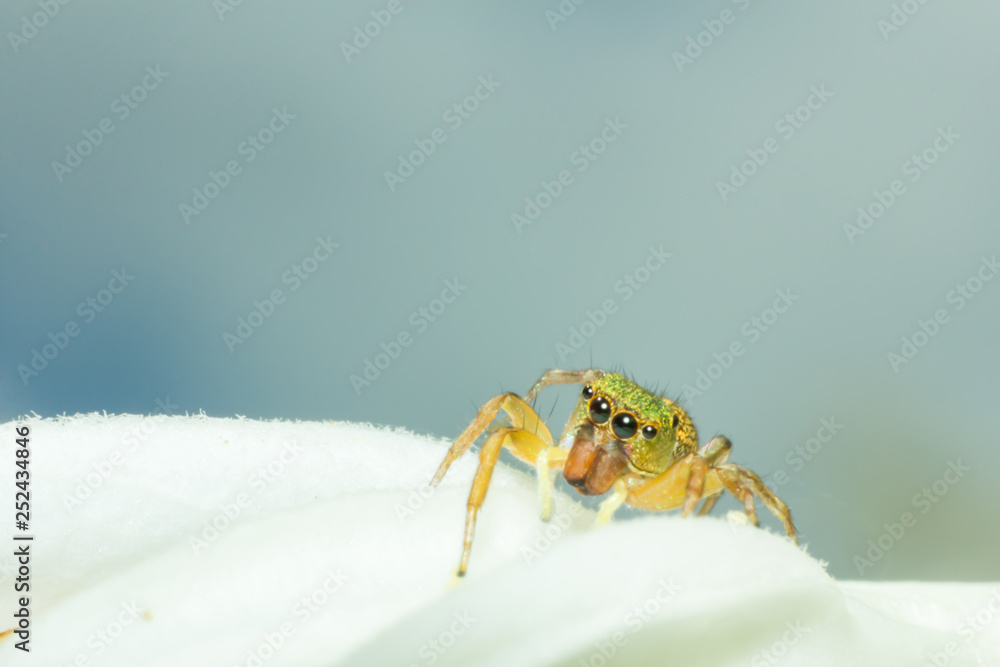 spider, macro of insect in wild, animal in nature, close-up animal in wild spider, macro of insect in wild, animal in nature, close-up animal in wild
