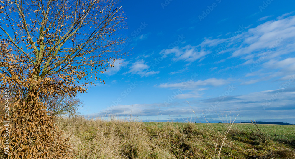 Fototapeta premium A sunny day in nature and a azure blue sky with trees