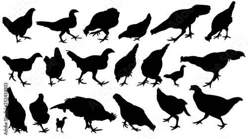 chcikens, roosters , silhouette vector