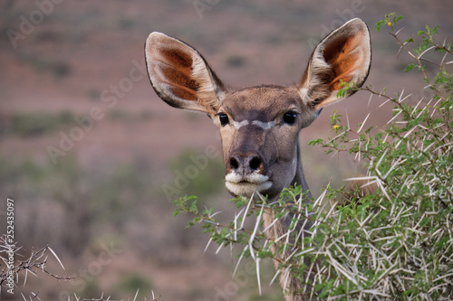 Canvas Print Head shot portrait of a female greater Kudu (Tragelaphus strepsiceros) peaking t