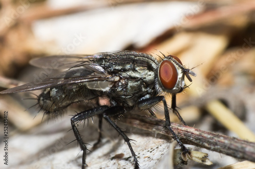 fly, macro of insect in wild, animal in nature, close-up animal in wild © taweesak