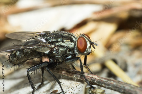 fly, macro of insect in wild, animal in nature, close-up animal in wild © taweesak