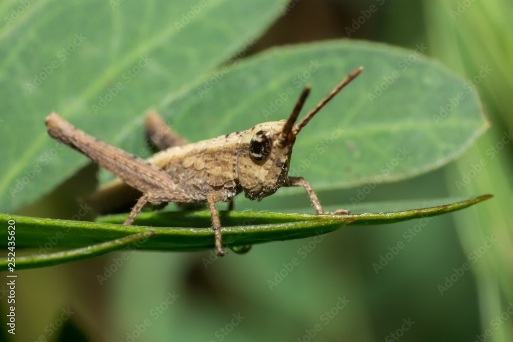 grasshopper, macro of insect in wild, animal in nature, close-up animal in wild grasshopper, macro of insect in wild, animal in nature, close-up animal in wild