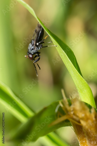 macro of insect in wild, animal in nature, close-up animal in wild