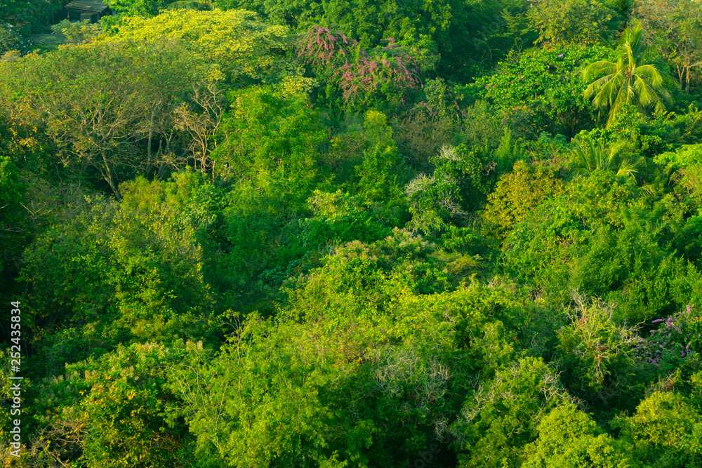 Fototapeta premium Forest and tree from the top view