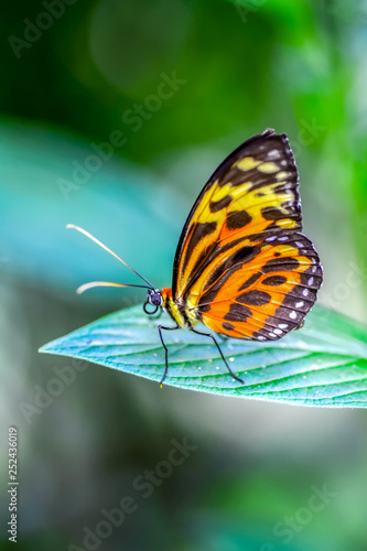 Closeup   beautiful butterfly sitting on flower. © blackdiamond67