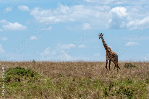 A giraffe walking in the plains of africa inside Masai Mara National Reserve during a wildlife safari