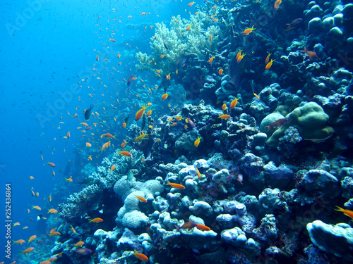 Fototapeta Naklejka Na Ścianę i Meble -  Amazing underwater world - Red Sea, Egypt.