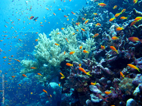 Fototapeta Naklejka Na Ścianę i Meble -  Amazing underwater world - Red Sea, Egypt.