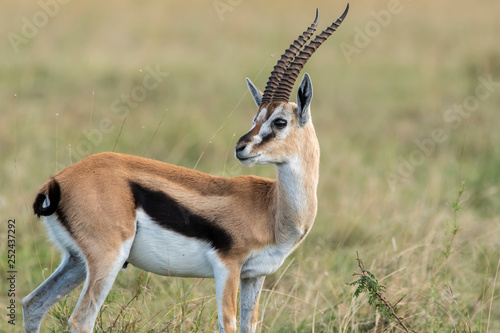 A close up of Male Thompson Gazelle in the plains of Masai Mara national reserve during a wildlife safari photo
