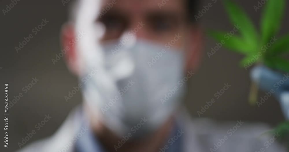 Slow motion macro close up of scientist with mask and gloves checking and analizing a biological and ecological hemp plant used for herbal pharmaceutical cbd oil in a laboratory. Shot in 8K. Slow motion macro close up of scientist with mask and gloves checking and analizing a biological and ecological hemp plant used for herbal pharmaceutical cbd oil in a laboratory. Shot in 8K.