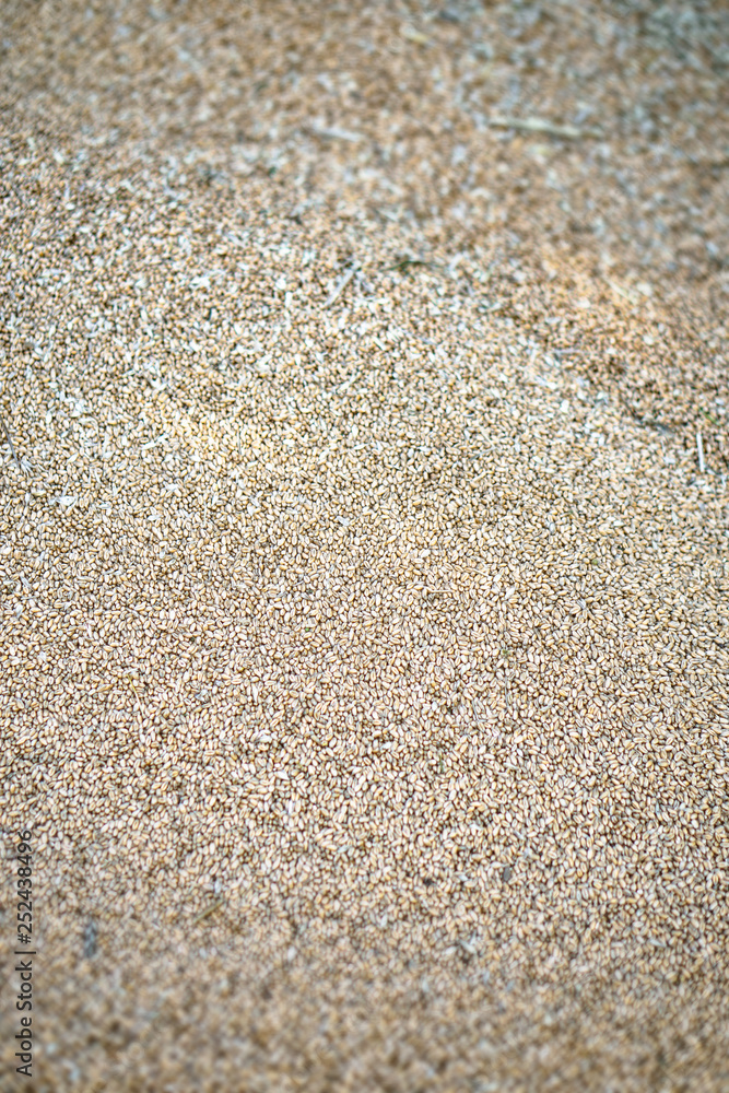 Texture of grains and golden seeds. Wheat and rye as food. Stock background, photo Texture of grains and golden seeds. Wheat and rye as food. Stock background, photo