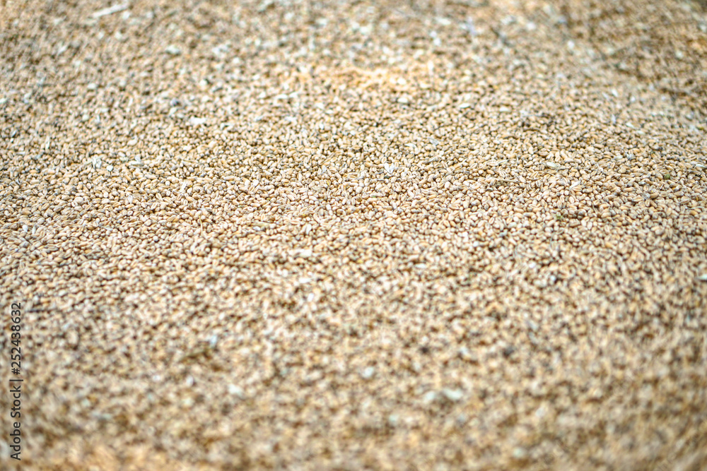 Texture of grains and golden seeds. Wheat and rye as food. Stock background, photo Texture of grains and golden seeds. Wheat and rye as food. Stock background, photo