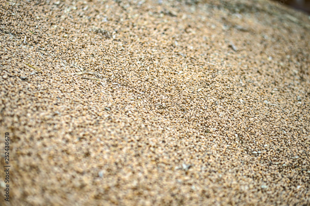 Texture of grains and golden seeds. Wheat and rye as food. Stock background, photo Texture of grains and golden seeds. Wheat and rye as food. Stock background, photo