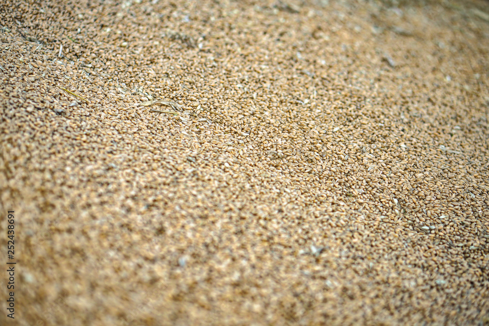 Texture of grains and golden seeds. Wheat and rye as food. Stock background, photo Texture of grains and golden seeds. Wheat and rye as food. Stock background, photo