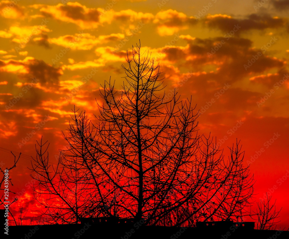 Obraz premium Tree in red sky background