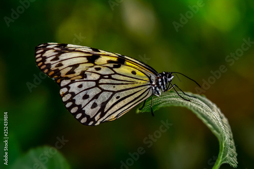 Closeup beautiful butterfly sitting on flower. .Tree Nymph butterfly (Idea leuconoe) 