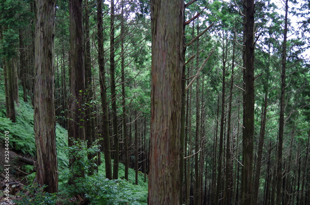 Fototapeta premium 森林