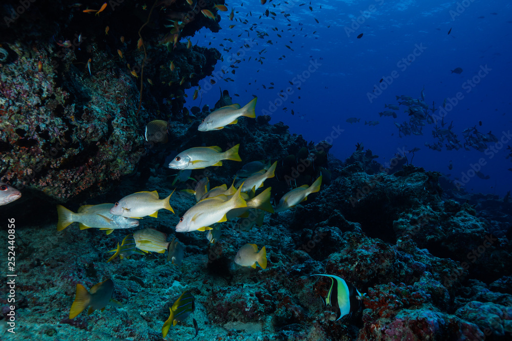Fototapeta premium School of fish at the Maldives