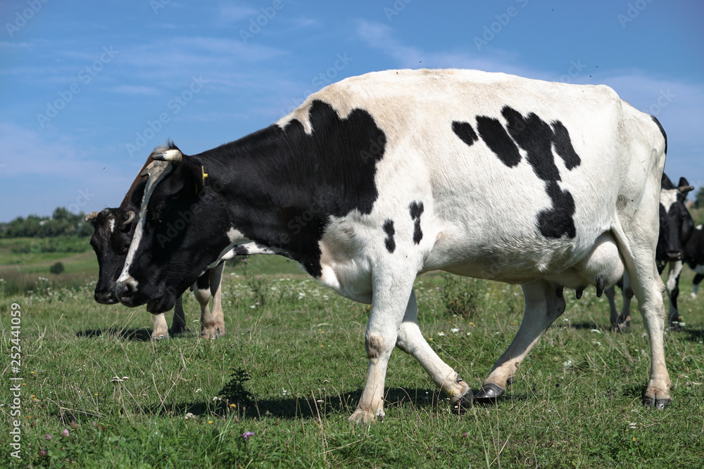 Pasture for cattle in summer in Europe. Cows in the field. Stock background, photo