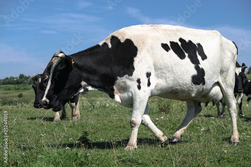 Pasture for cattle in summer in Europe. Cows in the field. Stock background  photo