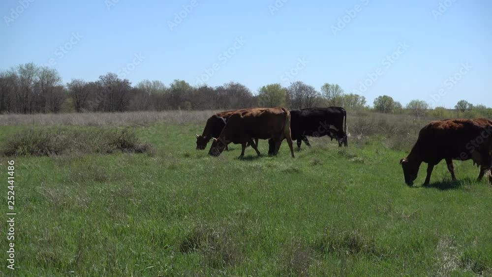 Cows herd on the wilderness meadow. 4K stock video footage Cows herd on the wilderness meadow. 4K stock video footage