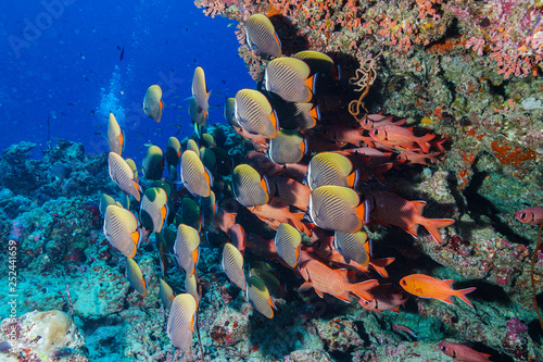 School of fish at the Maldives photo