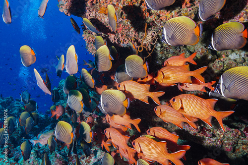 School of fish at the Maldives photo