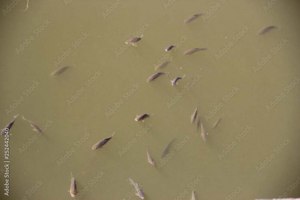 flock of fish flock of fish