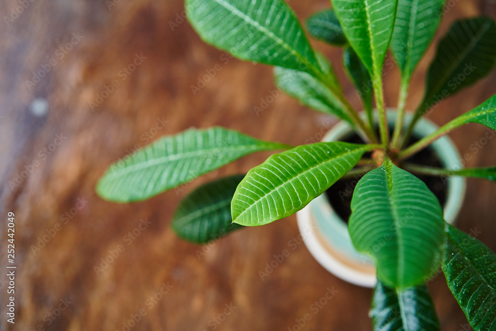 Beautiful houseplant Euphorbia on a wooden background with water droplets Beautiful houseplant Euphorbia on a wooden background with water droplets