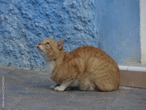 Gato con la mirada concentrada en una calle del Pueblo Azul, Marruecos © NataliaSoledad