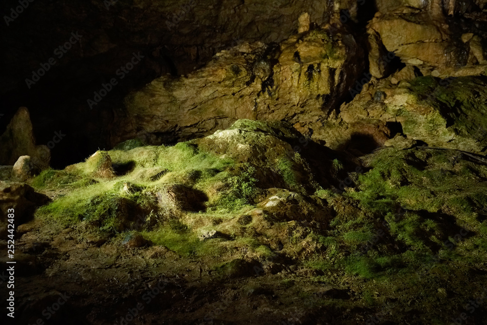 a lot of moss and fern growing in cave a lot of moss and fern growing in cave