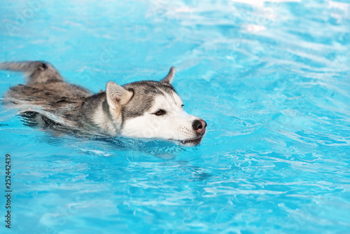 A mature Siberian husky male dog is swimming in a pool. He has grey and white fur and brown eyes. The water has an azure and blue color, with waves and splashes. It's a sunny summer day.
