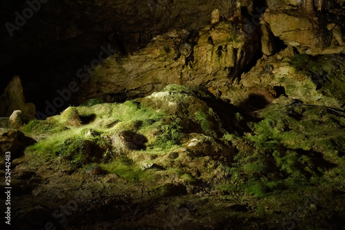 a lot of moss and fern growing in cave