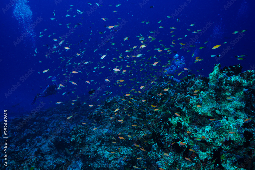 Fototapeta premium diving the Maldives